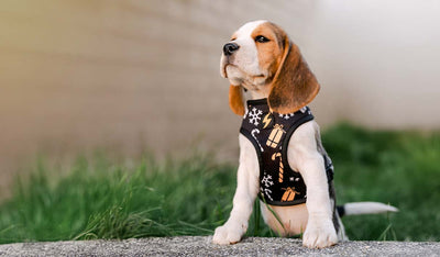 Dashi Spark Neo Mesh Harness — product view 2