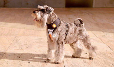 Dashi Stripes3 Orange & Black Neo Mesh Harness — product view 2