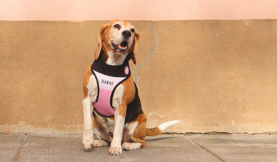 Dashi Stripes3 Pink & Black Neo Mesh Harness — product view 2