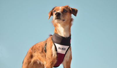 Dashi Stripes3 Purple & Black Neo Mesh Harness — product view 2
