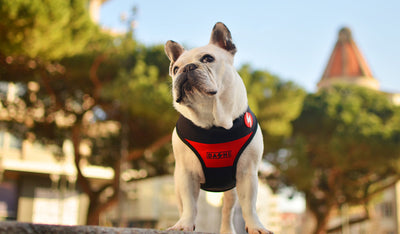 Dashi Stripes3 Red & Black Neo Mesh Harness — product view 2