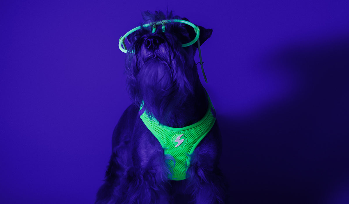 Dashi Neon Green Oxy Mesh Harness — product view 2