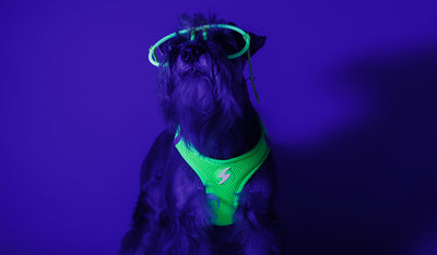 Dashi Neon Green Oxy Mesh Harness — product view 2