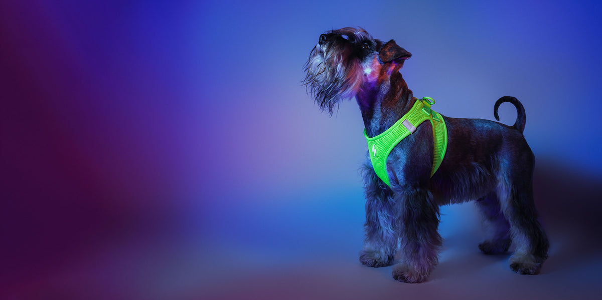 Dashi Neon Green Oxy Mesh Harness — product view 3
