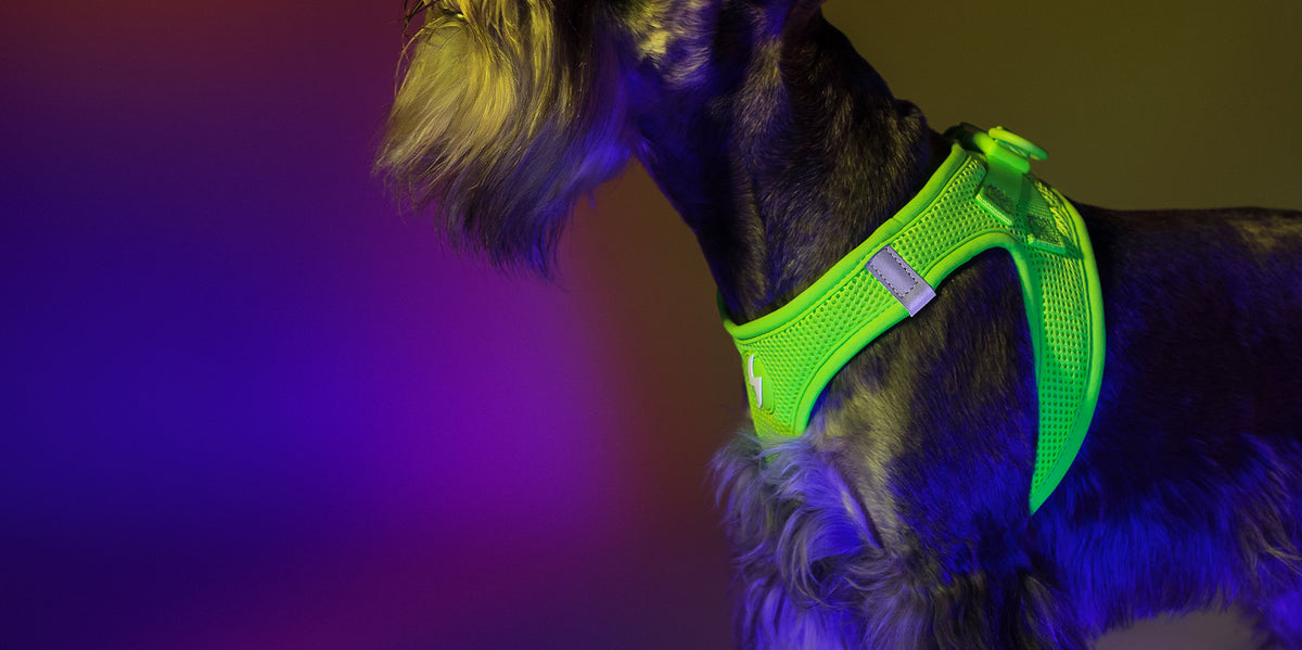 Dashi Neon Green Oxy Mesh Harness — product view 4