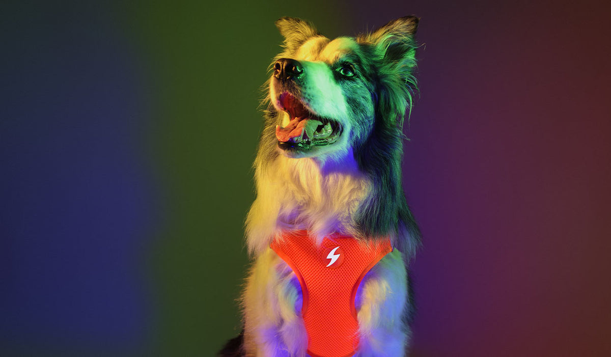 Dashi Neon Orange Oxy Mesh Harness — product view 2