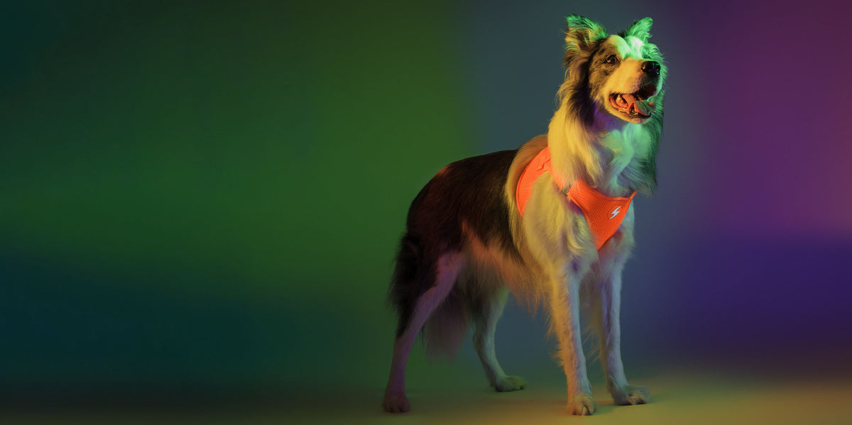 Dashi Neon Orange Oxy Mesh Harness — product view 3