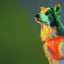 Dashi Neon Orange Oxy Mesh Harness — product view 4