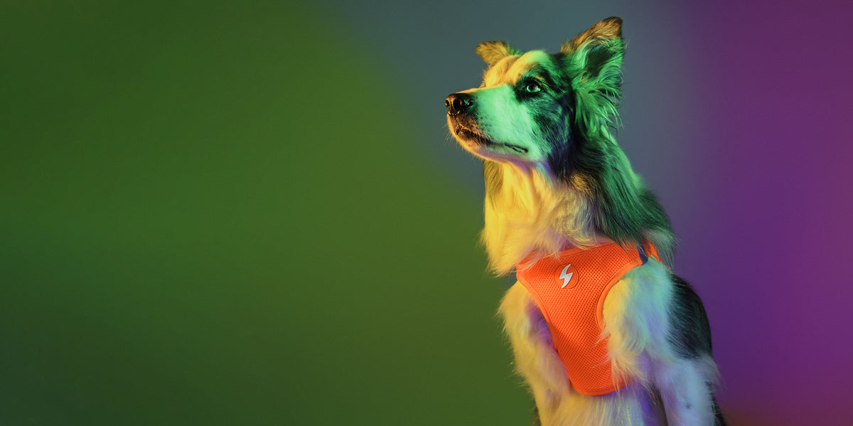 Dashi Neon Orange Oxy Mesh Harness — product view 4