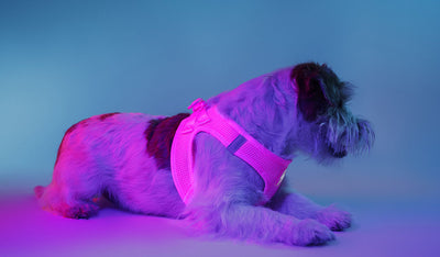 Dashi Neon Pink Oxy Mesh Harness — product view 2