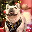 Dashi Spark Neo Mesh Harness