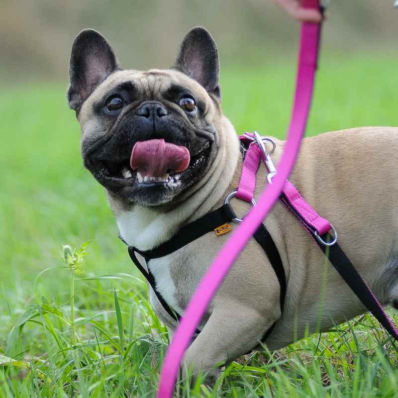 Dingo Energy Harness Green Tat Targa Pet Shop