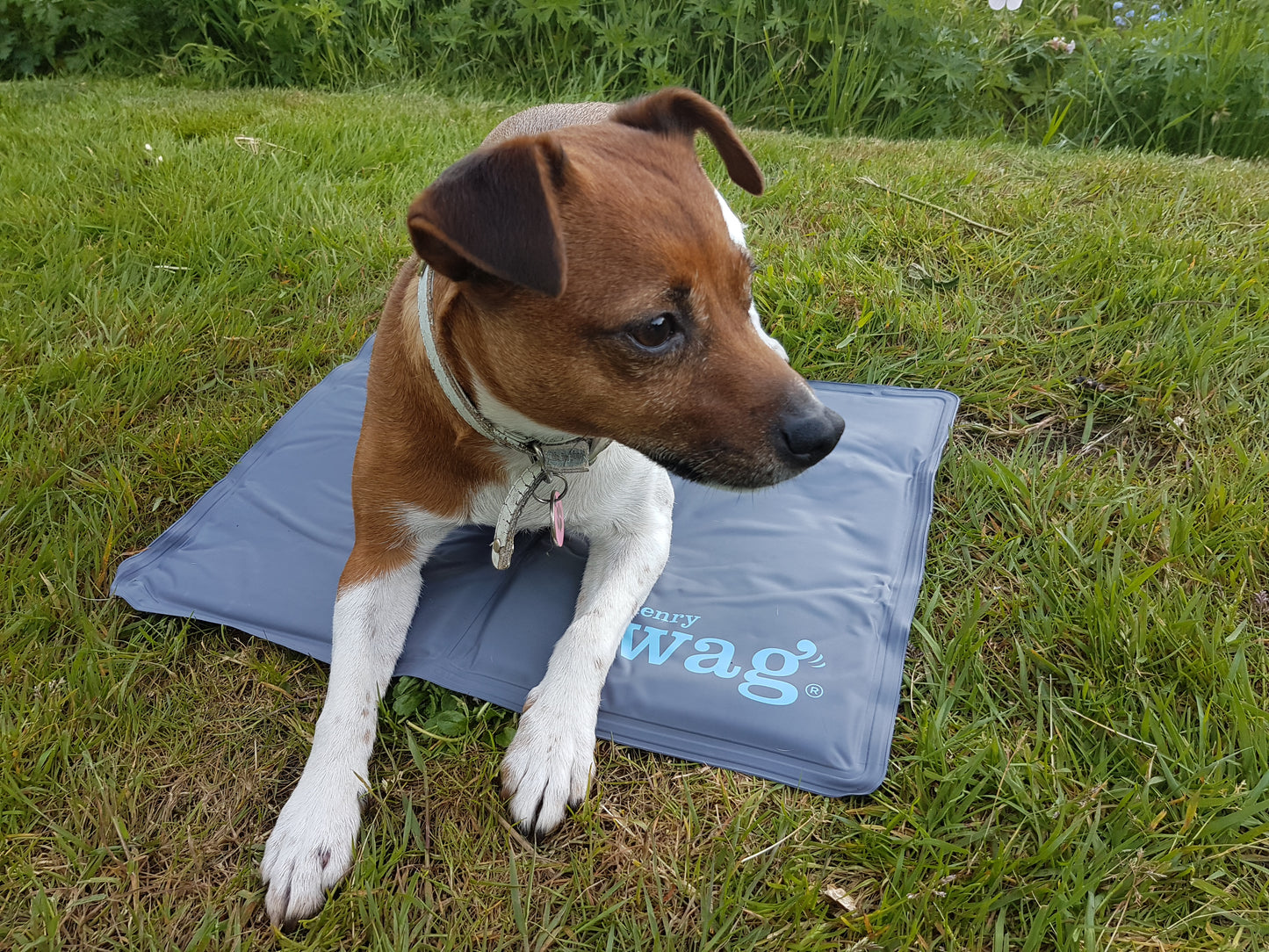 Henry Wag Cooling Mats