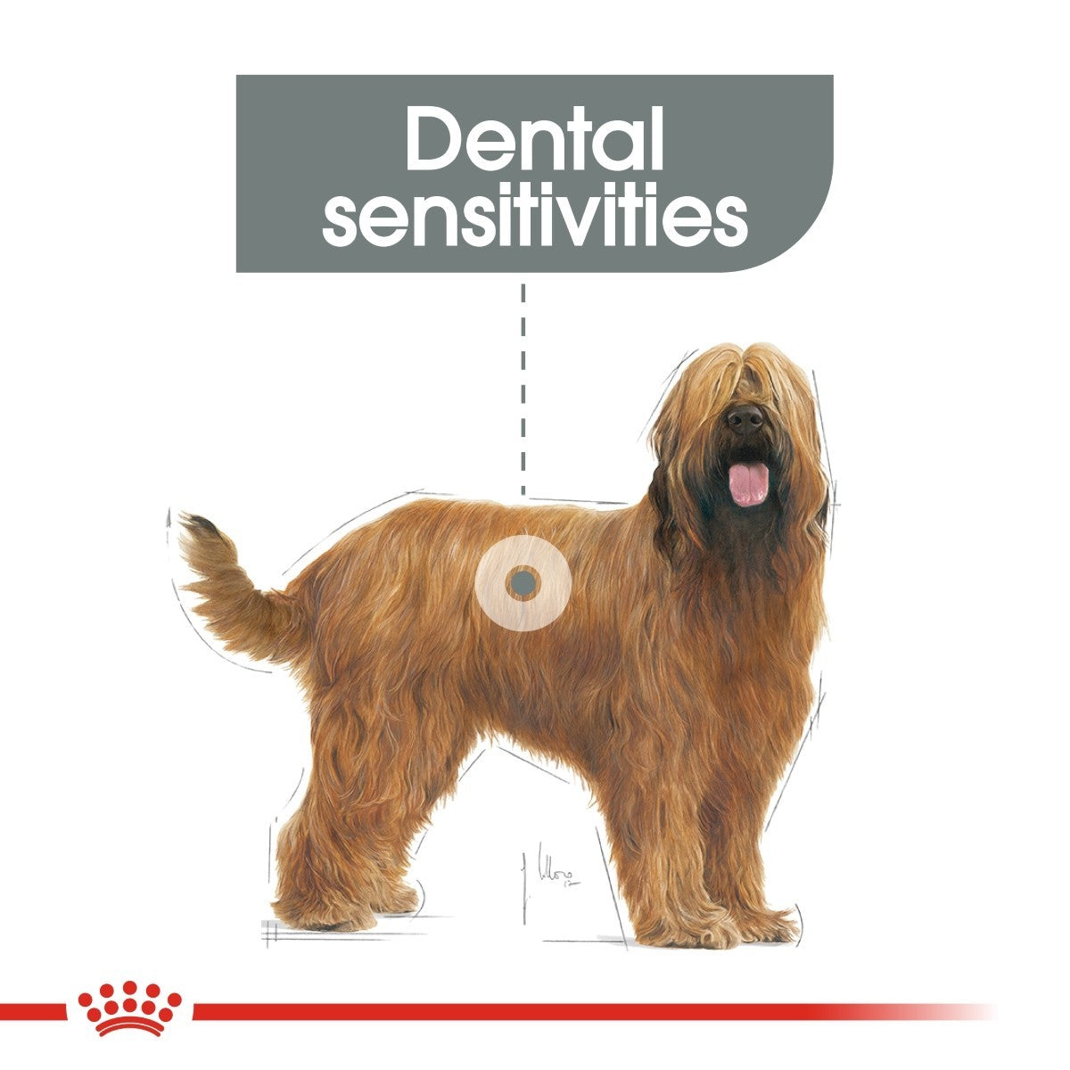 Royal Canin Maxi Dental Care Dry Dog Food - Targa Pet Shop