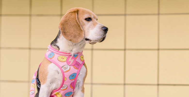 Dashi Donut Neo Mesh Harness