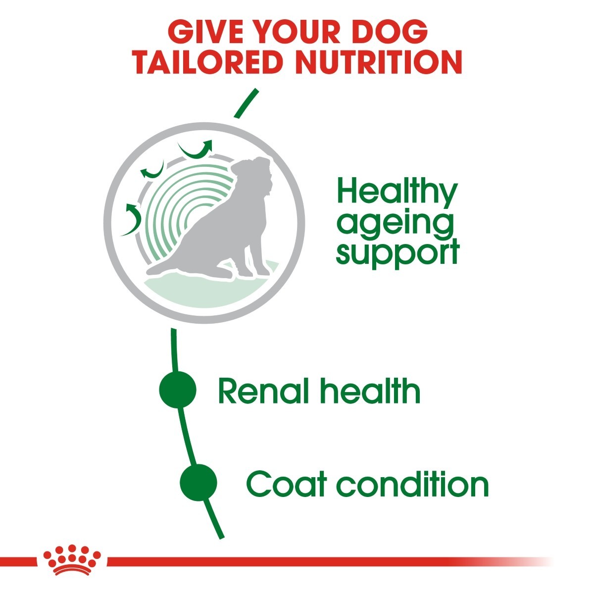 Royal Canin Mini Ageing 12+ Dry Dog Food - Targa Pet Shop