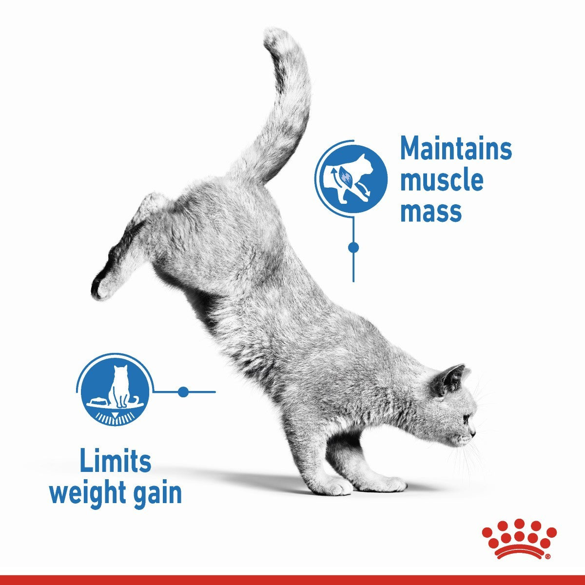 Royal Canin Light Weight Care Pouches in Jelly Adult Cat Food