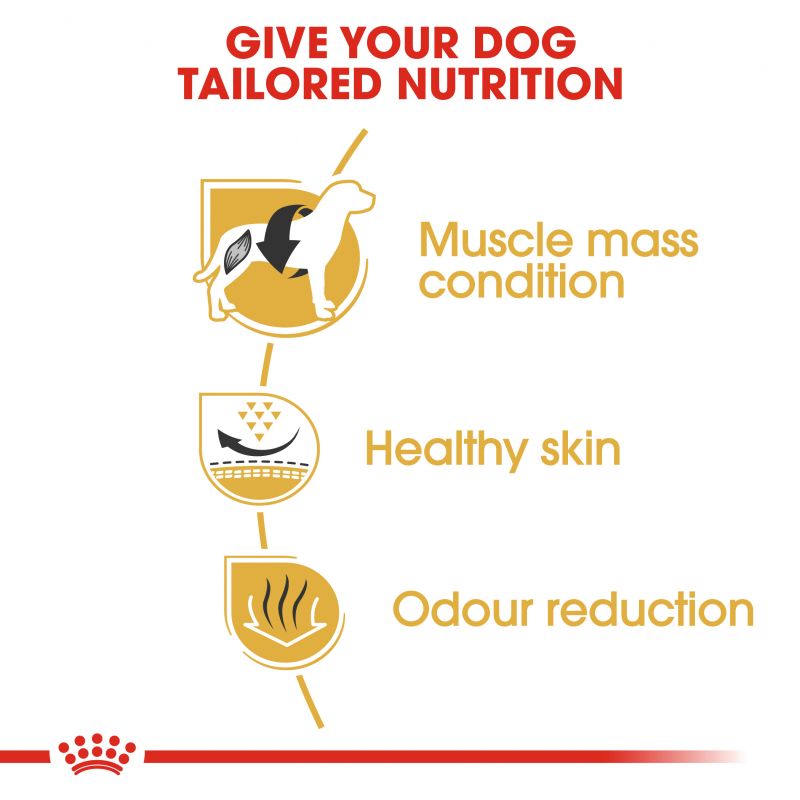 Royal Canin French Bulldog Dry Adult Dog Food - Targa Pet Shop