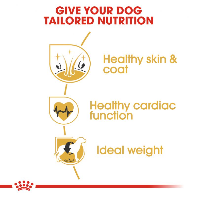 Royal Canin Golden Retriever Dry Adult Dog Food - Targa Pet Shop