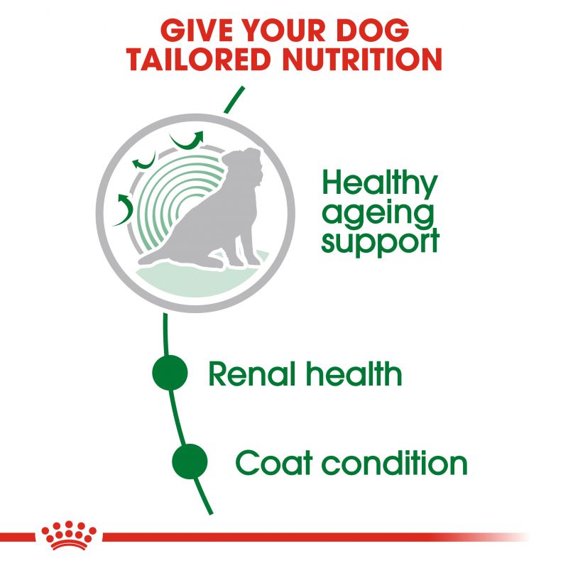 Royal Canin Mini Ageing 12+ Wet Dog Food in Gravy - Targa Pet Shop